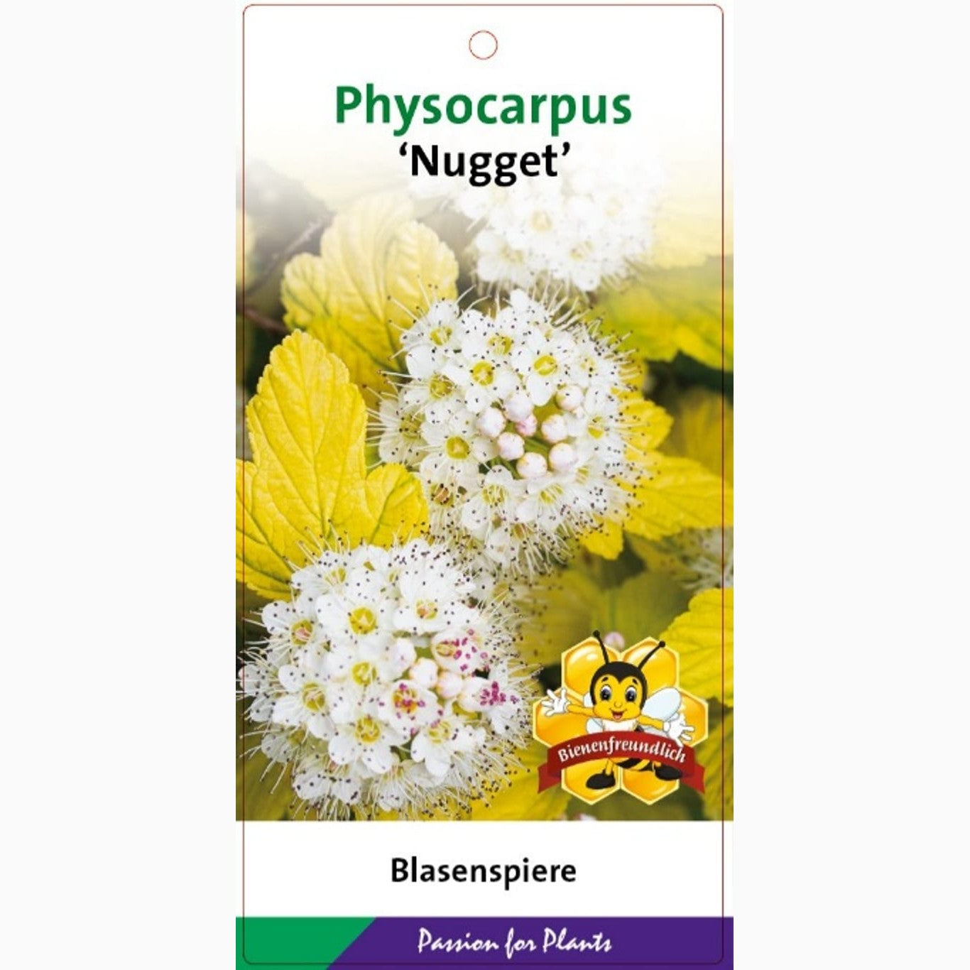 Smällspirea – Physocarpus opulifolius 'Nugget' - C5 50-60 CM